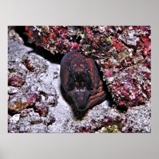 Poster Angry Little Eel