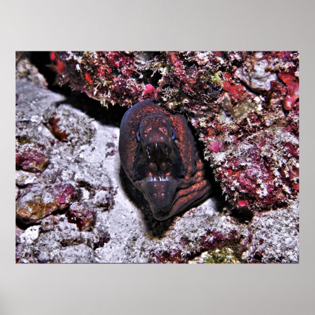 Poster Angry Little Eel (Frente)