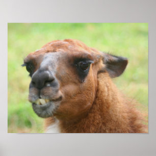Póster Angry Llama Fazenda Animal