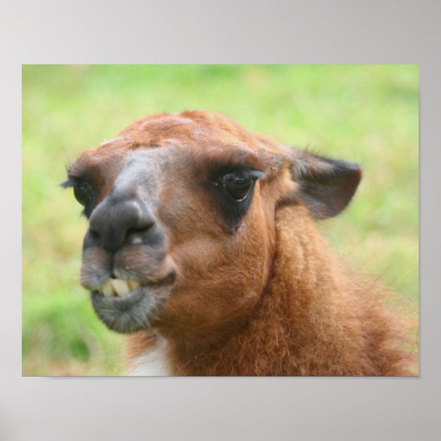 Póster Angry Llama Fazenda Animal (Frente)