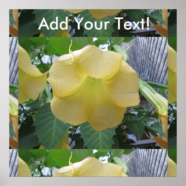 Póster Ângulos de trompete Ouro Flor Amarelo (Frente)