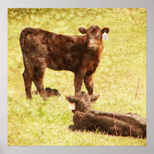 Póster Angus Calves no Pasture