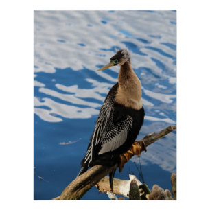 Póster Anhinga Bird Poster