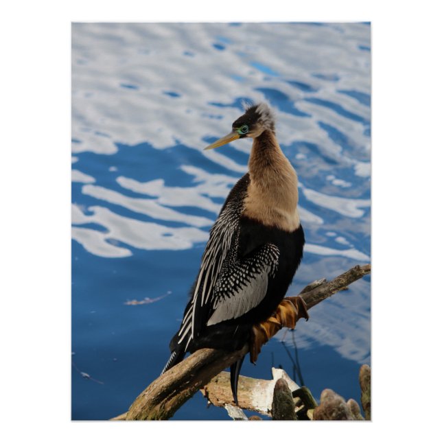 Póster Anhinga Bird Poster (Frente)