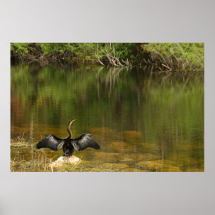 Poster Anhinga nos Everglades