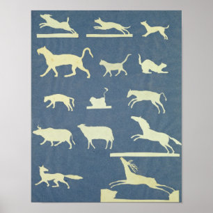 Póster Animais