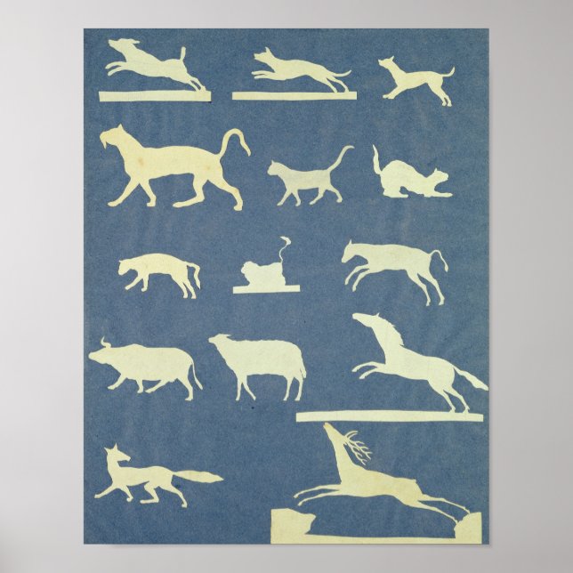 Póster Animais (Frente)