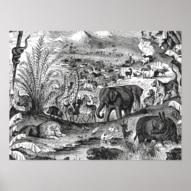 Poster Animais africanos de Ilustração Animal da década d (Frente)