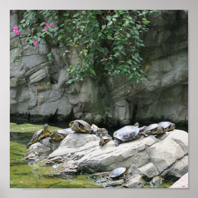 Poster animais, água, tartarugas, pedras, flores, naturez (Frente)