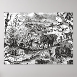 Poster Animais animais africanos da ilustração dos 1800