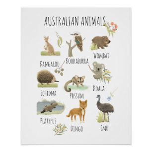 Póster Animais australianos