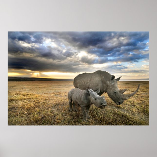 Poster Animais Bebês Mais Fofos | Rinoceronte Branco e Fi (Frente)