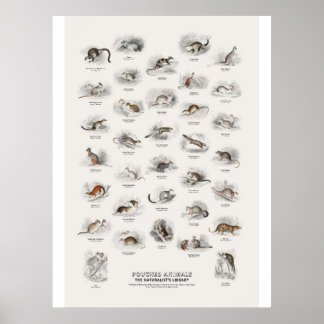 Poster Animais com Bolsa - Biblioteca do Naturalista