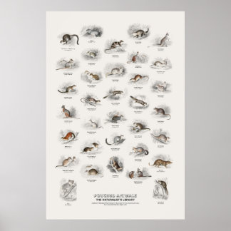 Poster Animais com Bolsa - Biblioteca do Naturalista