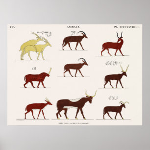 Poster Animais copiados das pinturas originais