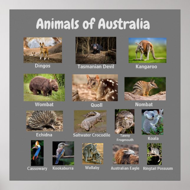 Poster Animais da Austrália (Frente)