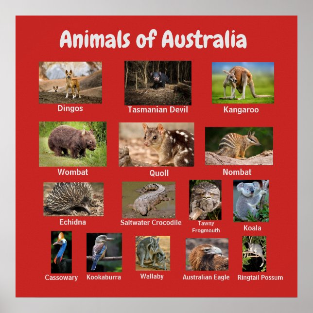Poster Animais da Austrália (Frente)