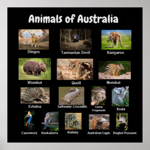 Poster Animais da Austrália