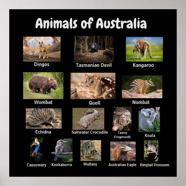 Poster Animais da Austrália (Frente)