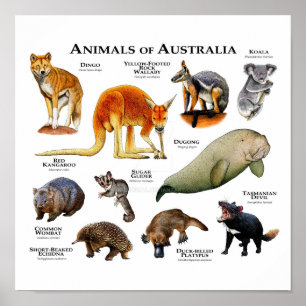 Poster Animais da Austrália