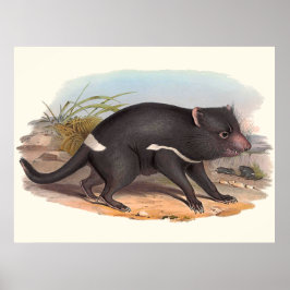 Póster Animais Da Austrália O Diabo Da Tasmânia