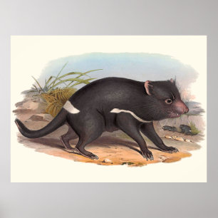 Póster Animais Da Austrália O Diabo Da Tasmânia
