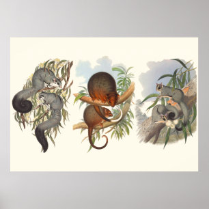 Póster Animais Da Austrália Os Três Possíveis