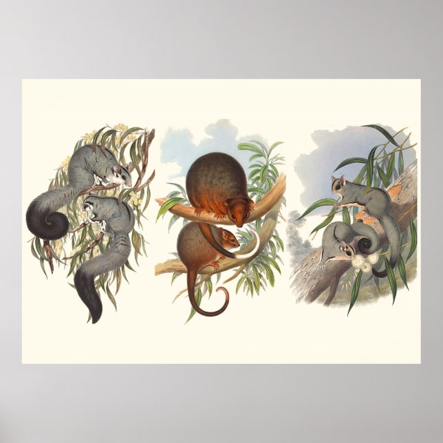 Póster Animais Da Austrália Os Três Possíveis (Frente)