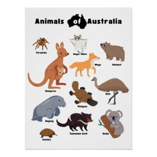 Póster Animais da Austrália Vida Selvagem Australiana