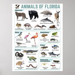 Poster Animais da Flórida, da Flórida usa selvagem