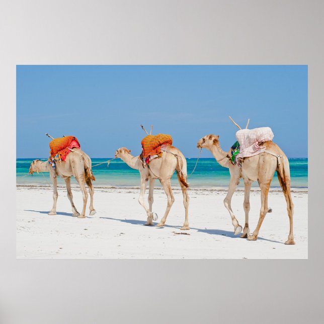 Poster Animais da Praia (Three camels walking on a white sand beach with a clear blue sky and turquoise water.)