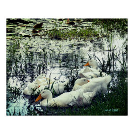 Póster Animais das Aves Selvagens