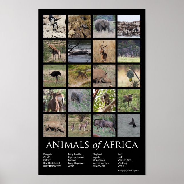 Póster Animais de África (Frente)