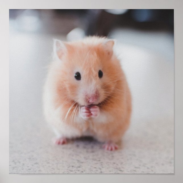 Poster Animais de Amor de Hamster Bonito (Frente)