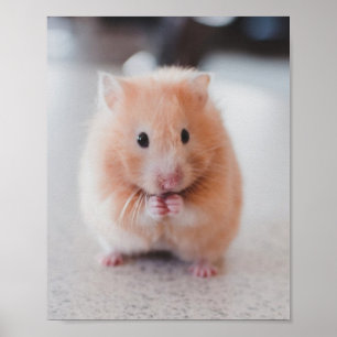 Poster Animais de amores de hamster