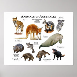 Poster Animais de Austrália