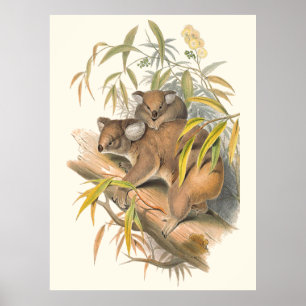 Poster Animais de Austrália o Koala