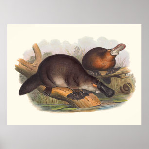 Póster Animais de Austrália o Platypus faturado pato