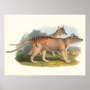 Póster Animais de Austrália o tigre tasmaniano