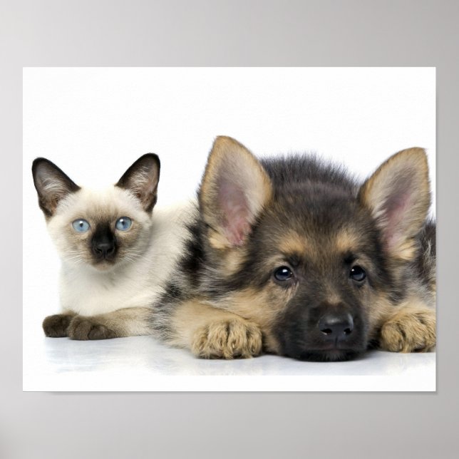 Poster Animais de Corte (Frente)