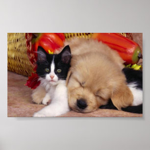 Poster Animais de estimação peluches bonitos