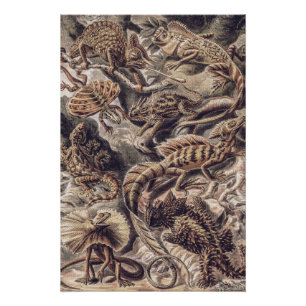 Póster Animais de Lagartos Vintage por Ernst Haeckel