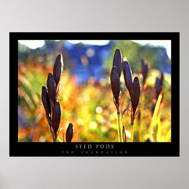 Poster Animais de semente (Frente)