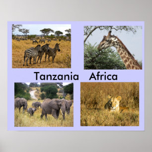 Póster Animais de Tanzânia África