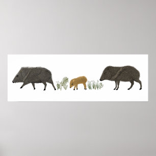 Poster Animais do Deserto do Retrato da Família Javelina