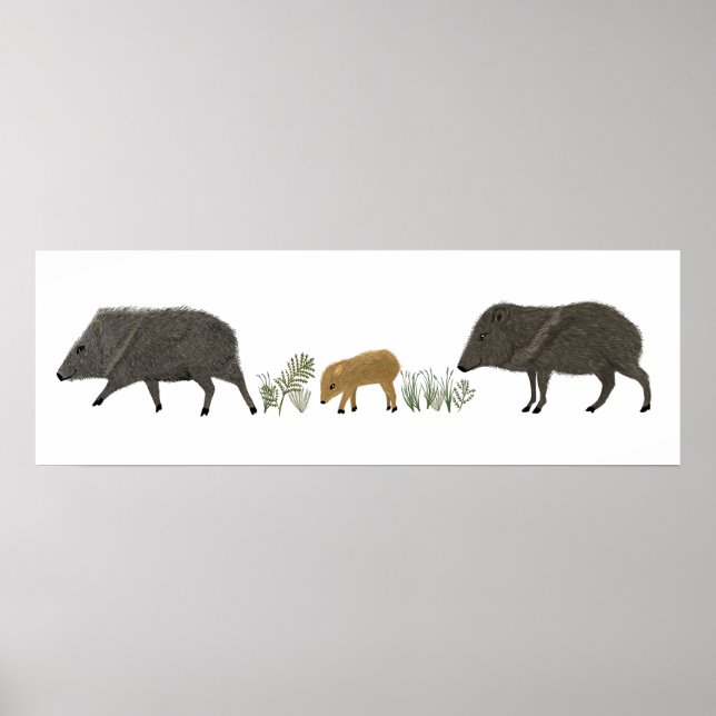 Poster Animais do Deserto do Retrato da Família Javelina (Frente)