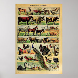 Poster Animais Domésticos Recreados Do Milho De Adolphe