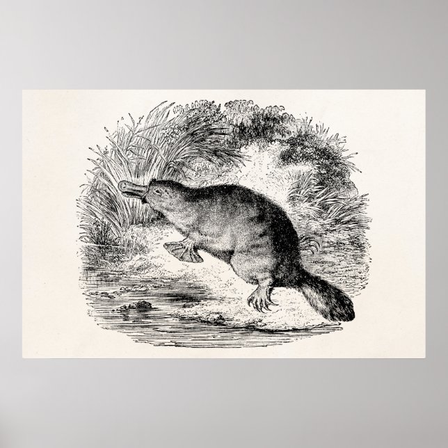 Póster Animais Personalizados de Platypus Personalizados  (Frente)