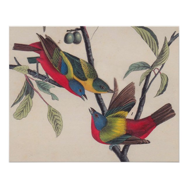 Póster Animais Selvagens de Aves Pintadas com Audubon (Frente)