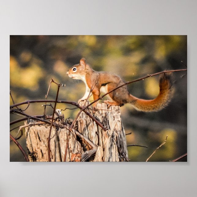 Poster Animais Selvagens do Esquilo Vermelho (Frente)